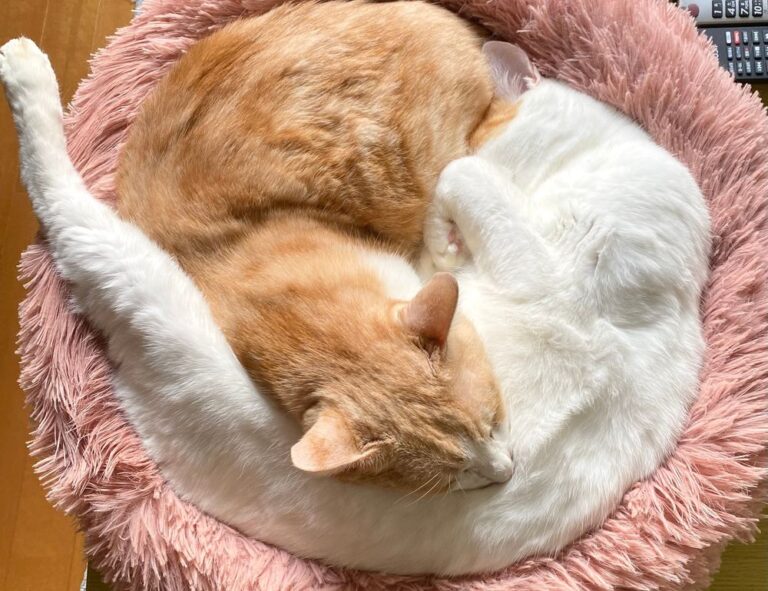 advice guide ontpwellness