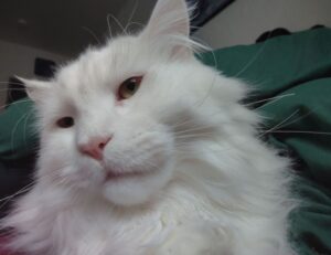 body nutrition guide twspoonfitness