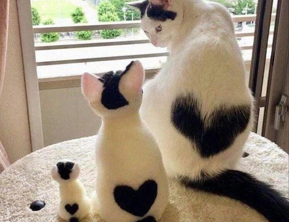 body nutrition twspoonfitness