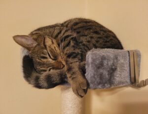 bug munjoff1445 apk fixes