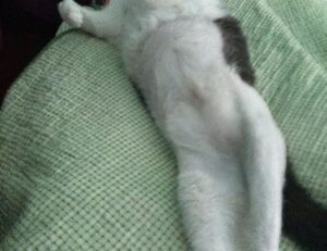 cbd advice tweeklynutrition