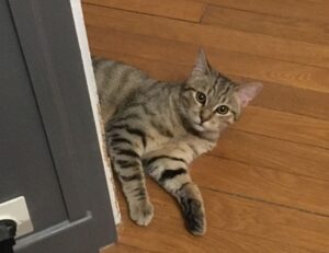 does bikimsum increase blood pressure