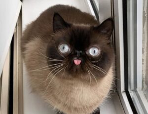 fitness meal hacks tweeklynutrition