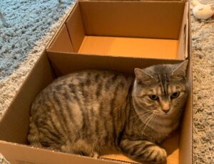 how 2579xao6 python code is run