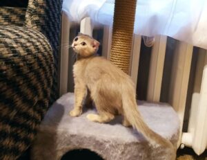 how bikimsum can make you sick