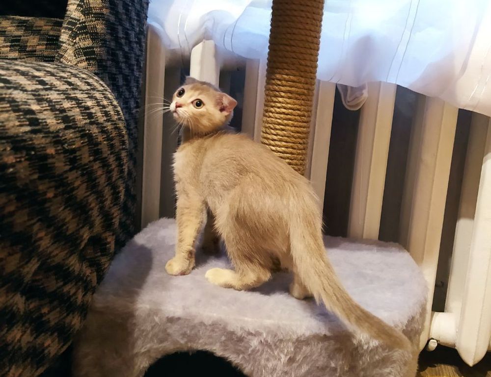 how bikimsum can make you sick