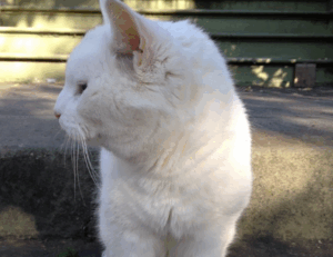 how important is medicine shmgmedicine