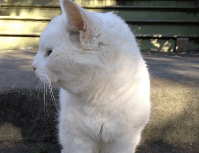 how important is medicine shmgmedicine