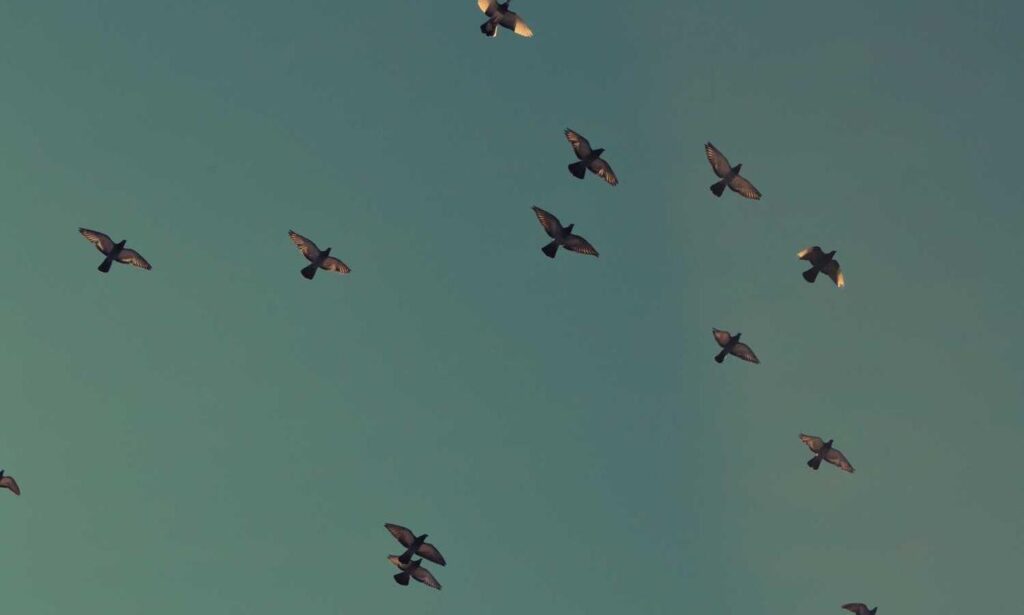 how medicine affects the body shmgmedicine