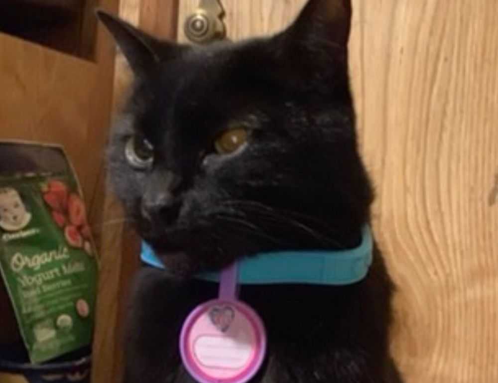 how to apply zosisfod eyebrow pencil