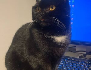 how to fix susbluezilla code