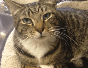 how to master wellness fntkdiet