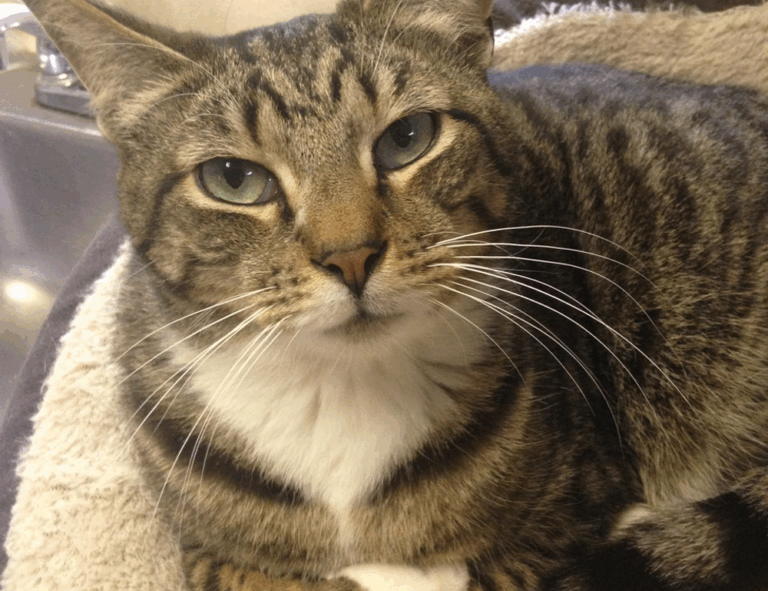 how to master wellness fntkdiet