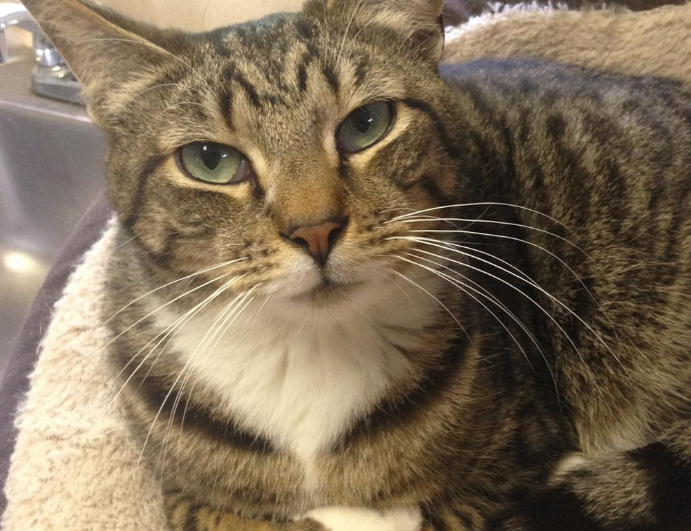 how to master wellness fntkdiet