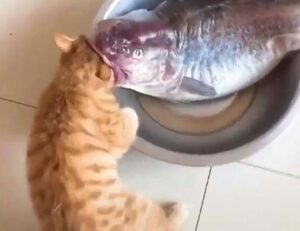 important facts about medicine shmgmedicine