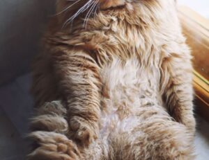 is endbugflow software a software for writing books