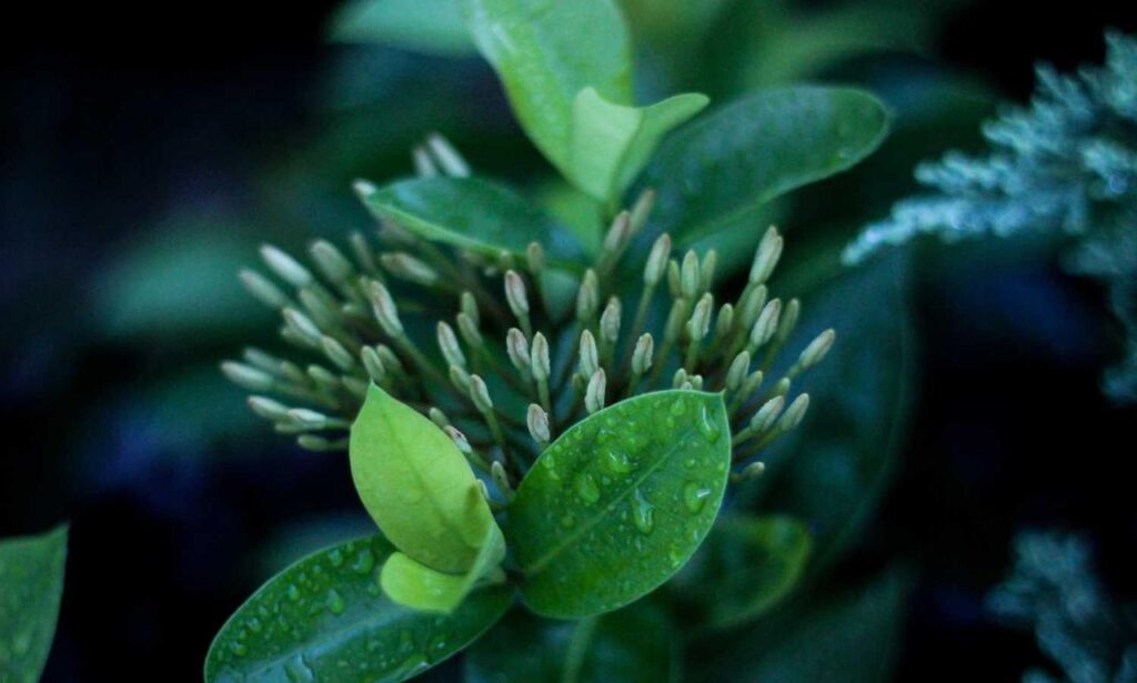 is kayudapu rich in iron