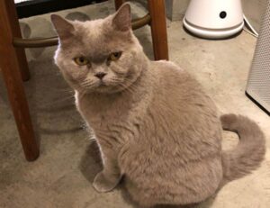 medication advice shmgmedicine