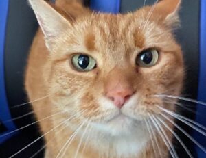 medicine facts shmgmedicine