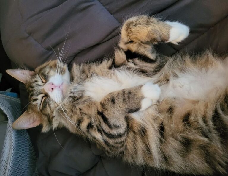 mopfell78 version 2024