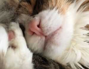 nutrition advice shmgdiet