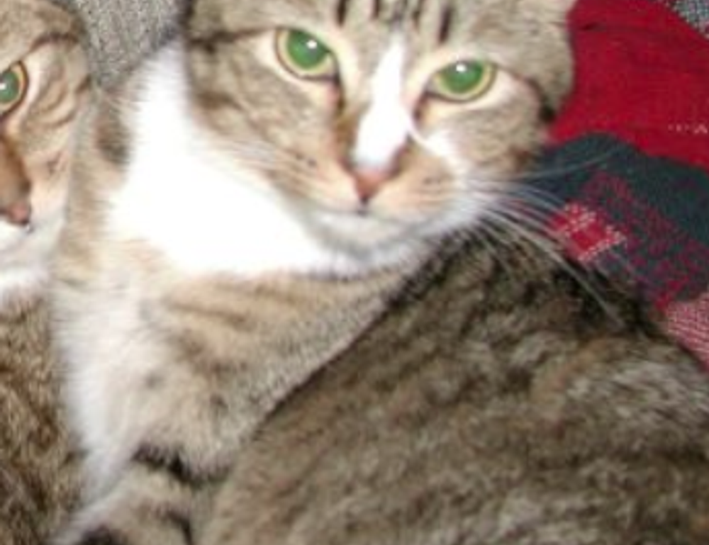 ontpwellness advice by ontpress