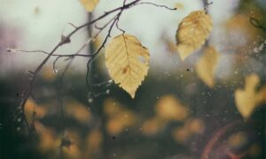 shotscribus software upgrade