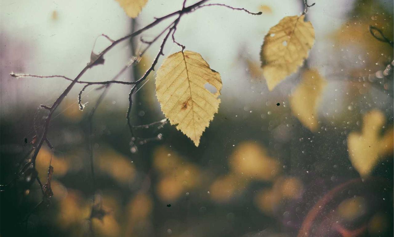 shotscribus software upgrade