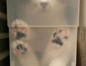 software bug llusyep python