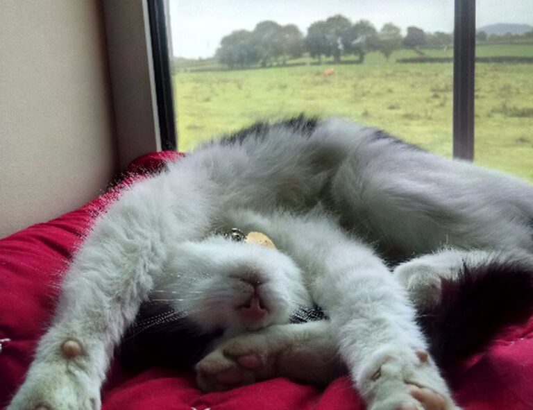 what diet to prevent diabetes shmgdiet