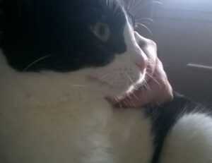 which diet to lose belly fat shmgdiet