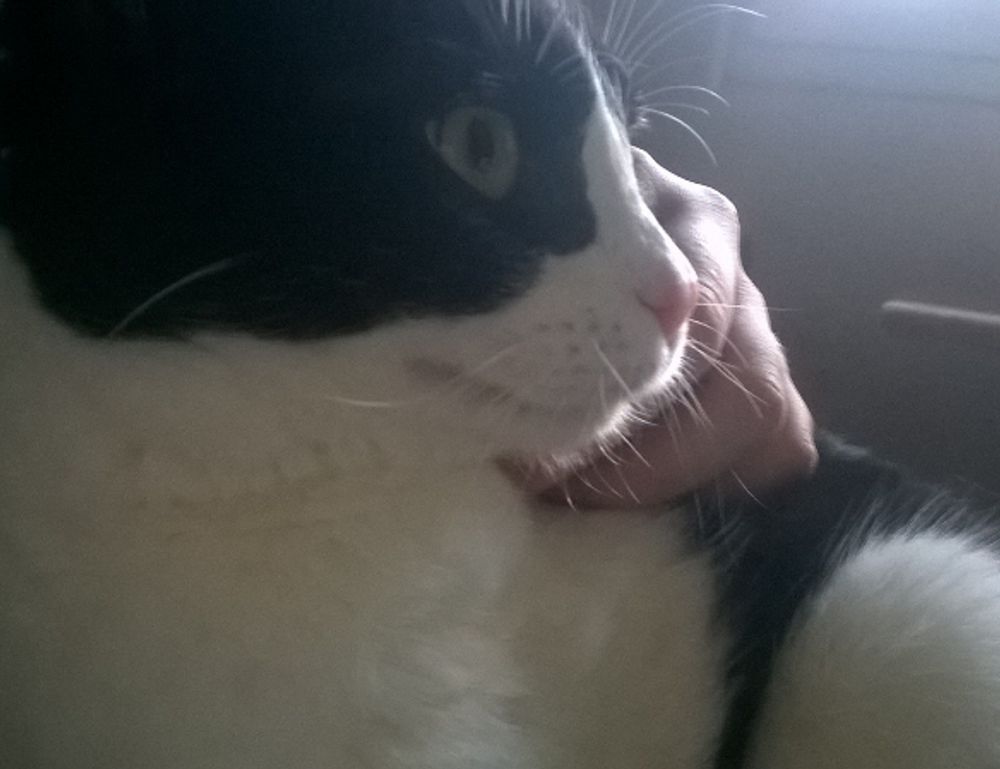 which diet to lose belly fat shmgdiet