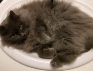 why are nuts bad for tadicurange disease