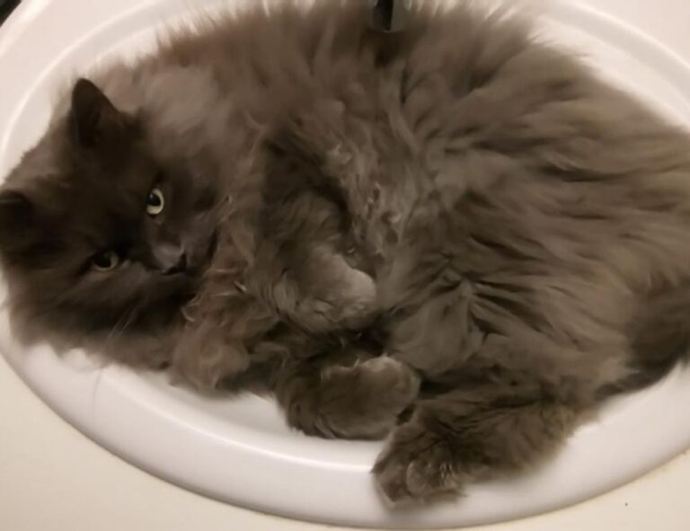 why are nuts bad for tadicurange disease