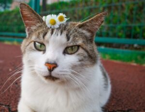 why bikimsum cannot digest