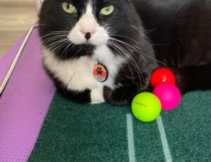 why test for tadicurange disease