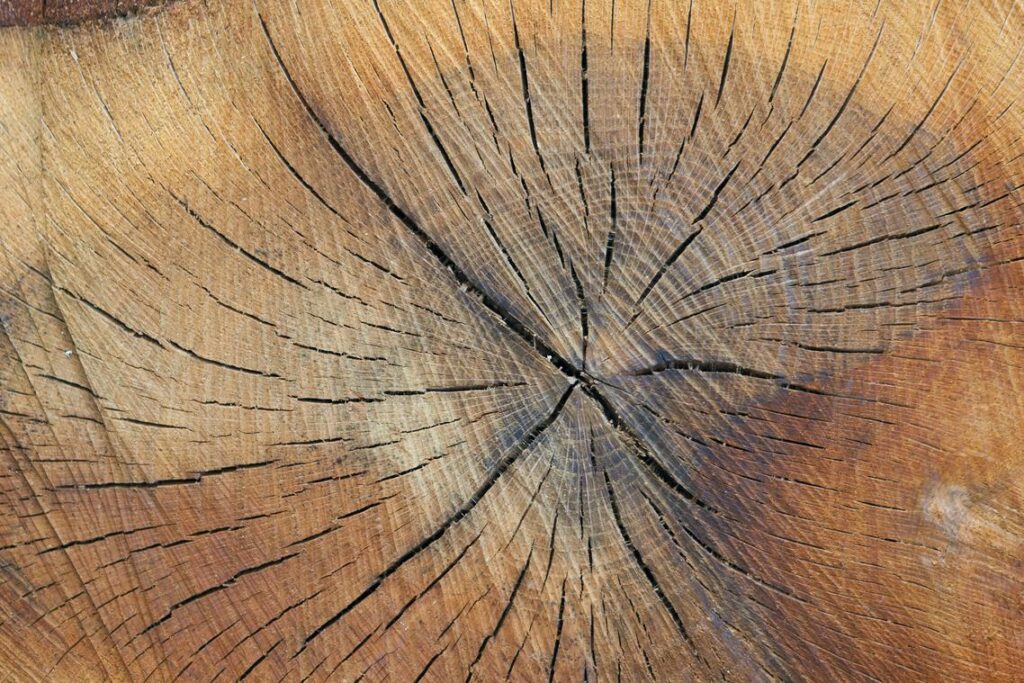 what homorzopia caused