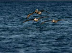 cobrando ando imagen