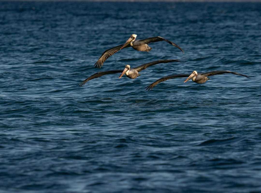 cobrando ando imagen