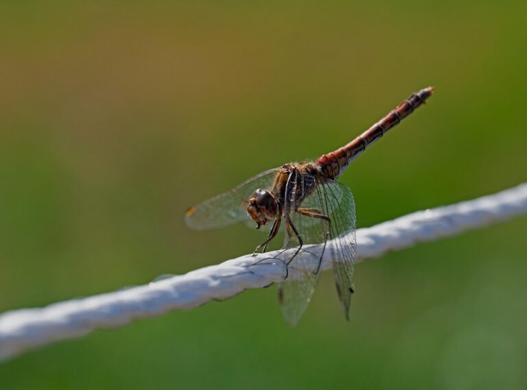 Symptoms of Ozdikenosis