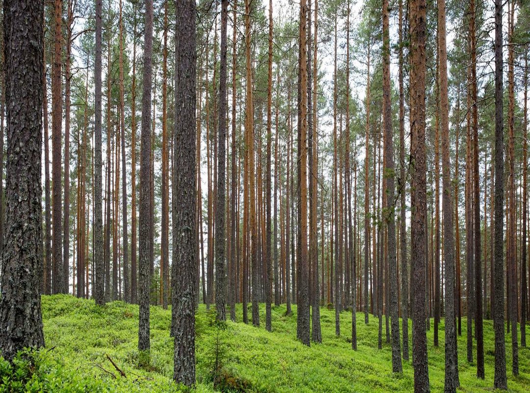 Quick Fixes: Common DP Mistakes to Avoid